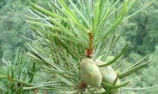 植物活化石有哪些 植物活化石有哪些