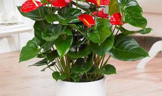 水培花卉玻璃瓶 水培花卉玻璃瓶