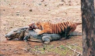 首次拍到孟加拉虎