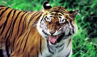 能杀老虎的四种动物 能杀老虎的四种动物