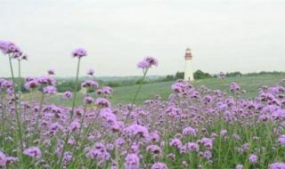 双流薰衣草基地 双流薰衣草基地