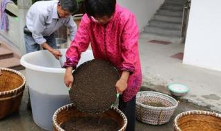 压榨菜籽油 压榨菜籽油