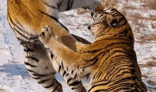 西伯利亚虎 西伯利亚虎