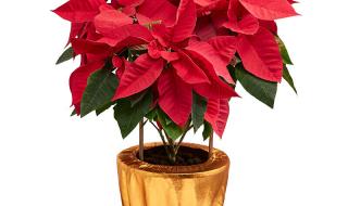 整圣诞老人 整圣诞老人