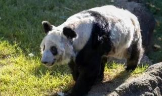 大熊猫丫丫身上有血洞 大熊猫丫丫身上有血洞