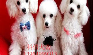 巨型贵宾犬多少钱一只 巨型贵宾犬多少钱一只