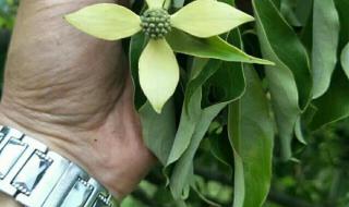 泡阴枣是干什么 泡阴枣是干什么